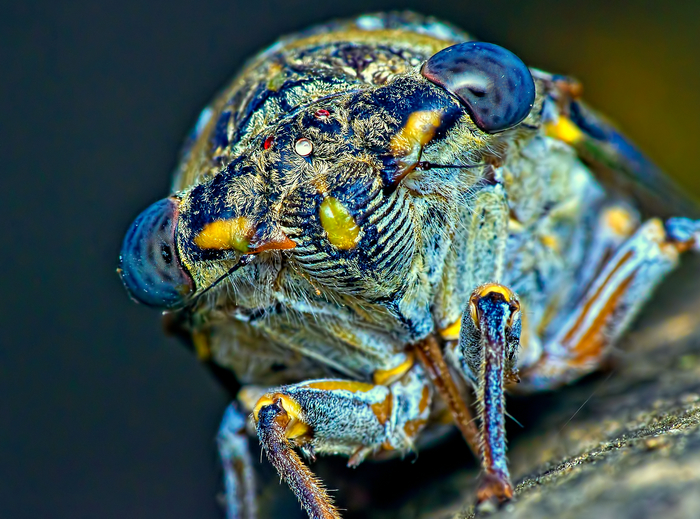 Sineglazka - My, Macro, Cicada, Insects, Text, Macro photography