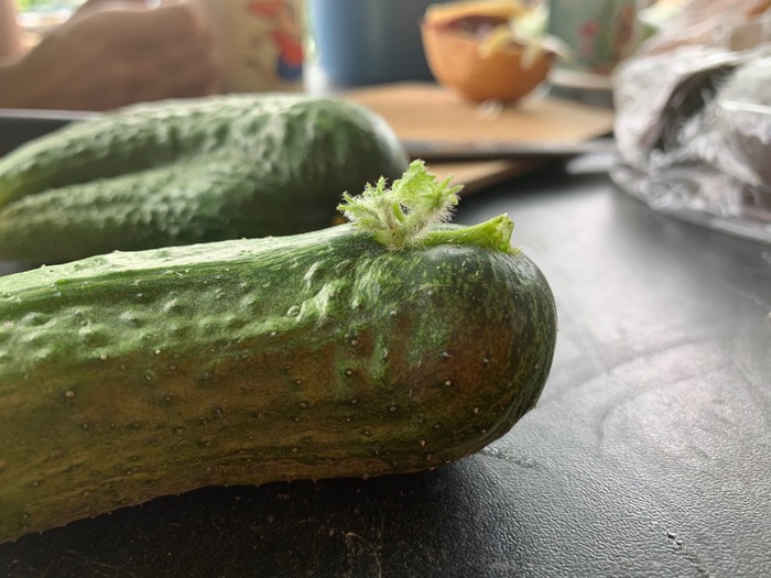 Harvest 2019. Cucumbers - My, Garden, Harvest, Cucumbers, Suddenly, Longpost