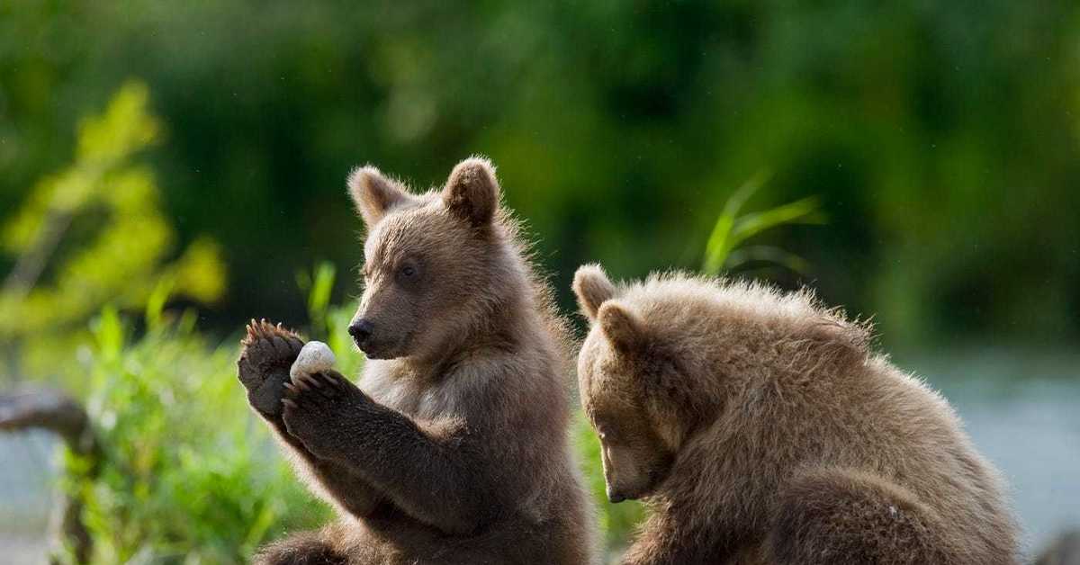 2 медведя фото. Два медвежонка. Медвежата играются. Два медвежонка фото. Папа медведь и Медвежонок.