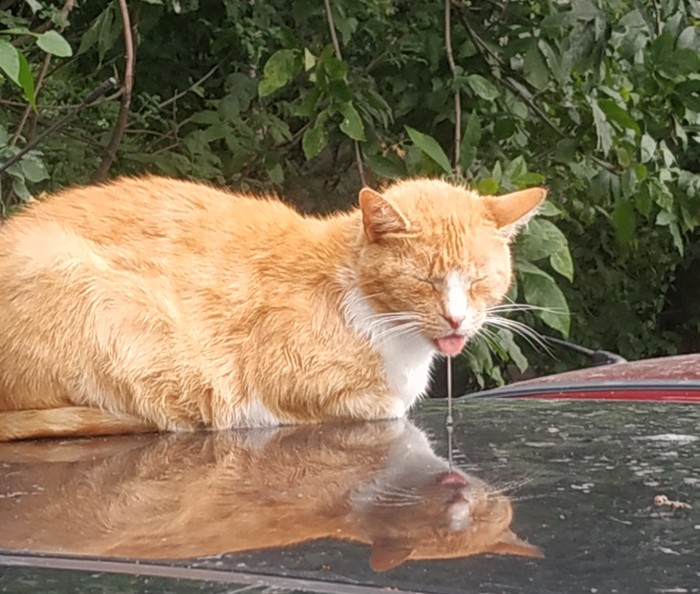 Когда жизнь удалась Кот, Спокойствие, Сытый, Живой