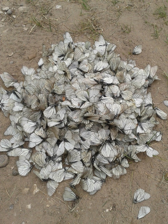 Bucket of butterflies - My, Cabbage butterfly, , Murder