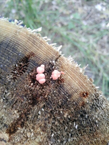 Myxomycete or fungus? - My, Mushrooms, Slime molds, Myxomycetes, Unknown crap, Aliens