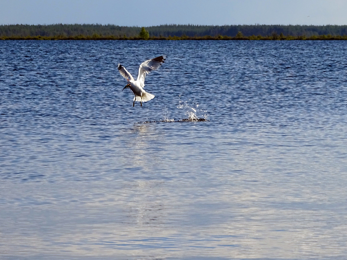 Successful fishing - The photo, Biology, Seagulls, Ornithology, Birds, My, Animals