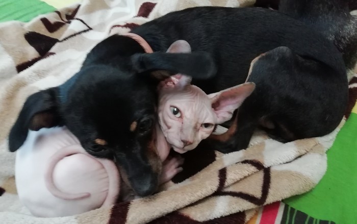 My little thing is growing - My, Don Sphynx, friendship, cat, Dog, Cats and dogs together