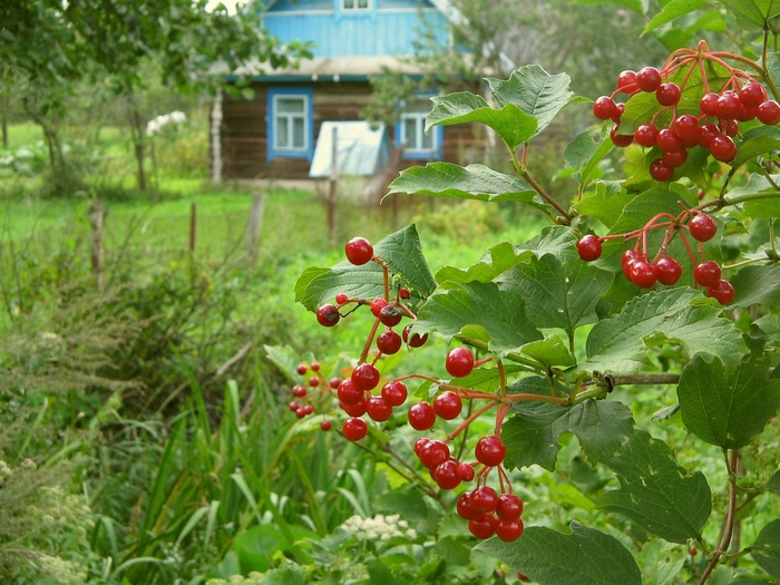 What's this? Does my currant grow illegally near the village house? - Izhs, Negative, Berries, Without, No rating, Tag