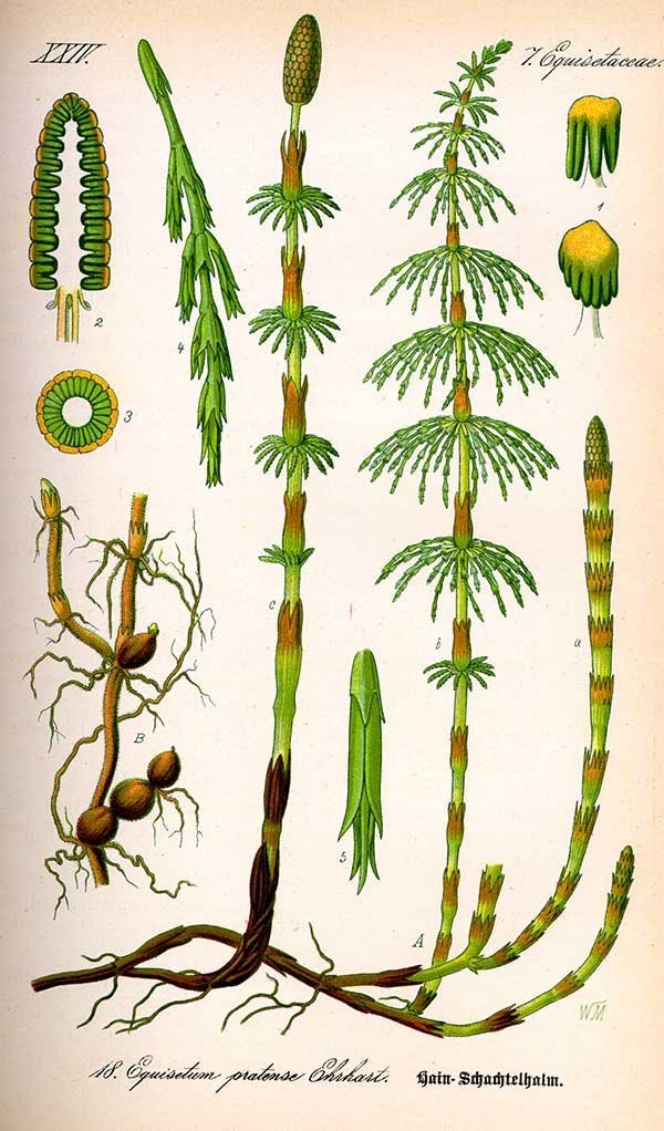 Pussies (Not 18+) - Komi-Permyak District, Recipe, Harvesting, Pie, Longpost