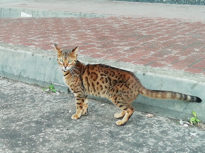 Lost Bengal (Moscow) - My, Catomafia, Bengal cat, Lost cat, Lost, Longpost, cat, No rating