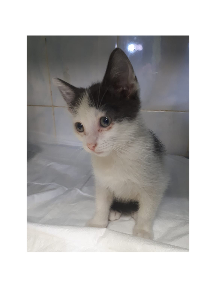 A kitten with a difficult fate is looking for shelter - My, cat, Kittens, Help, I'll take a cat, , Homeless animals, Longpost, In good hands, No rating