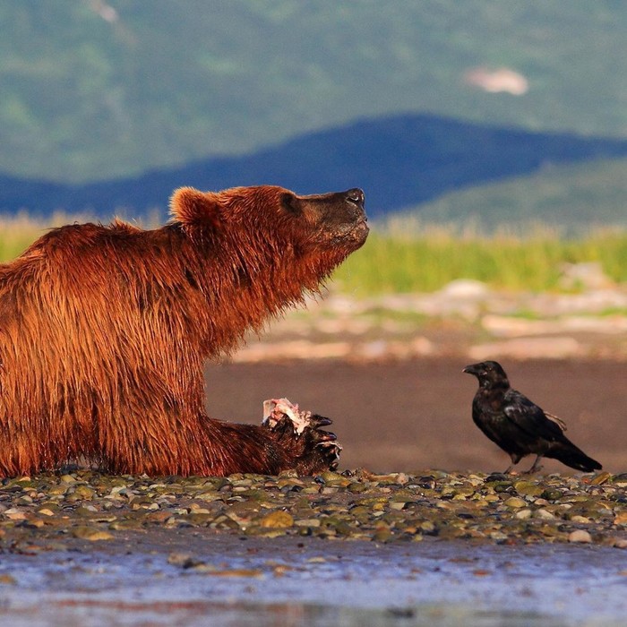 On the shore - The photo, Animals, Bear, Crow, The Bears