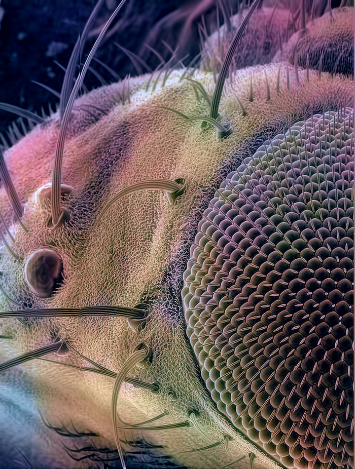 Drosophila in an electron microscope - My, Macro, Муха, Drosophila, Electron microscope, Microfilming, Macro photography