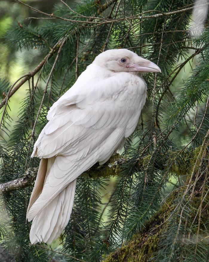 White Raven - Crow, Birds, White, Unusual, Albino, Pigmentation, Animals