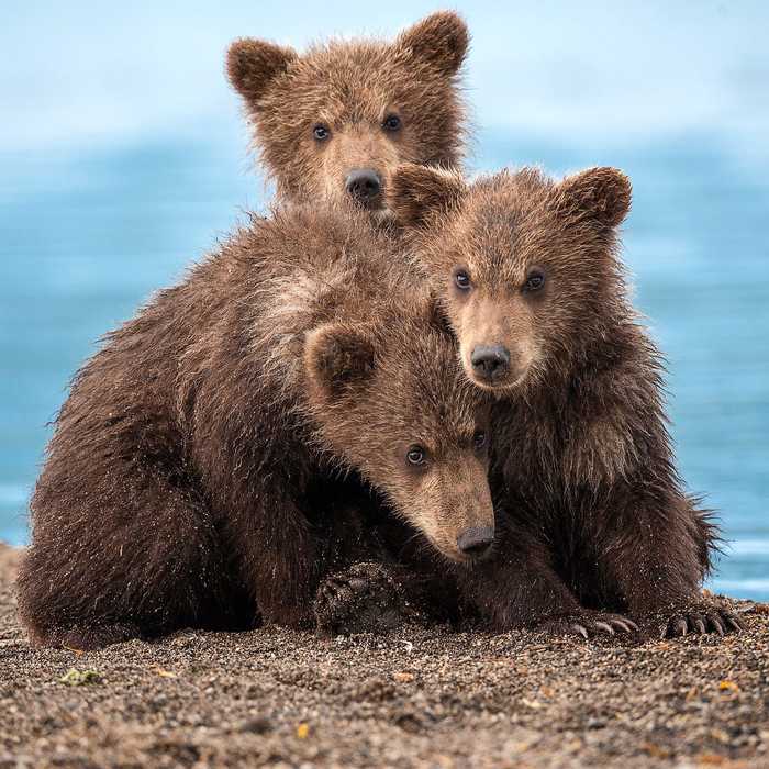 ��� ��������