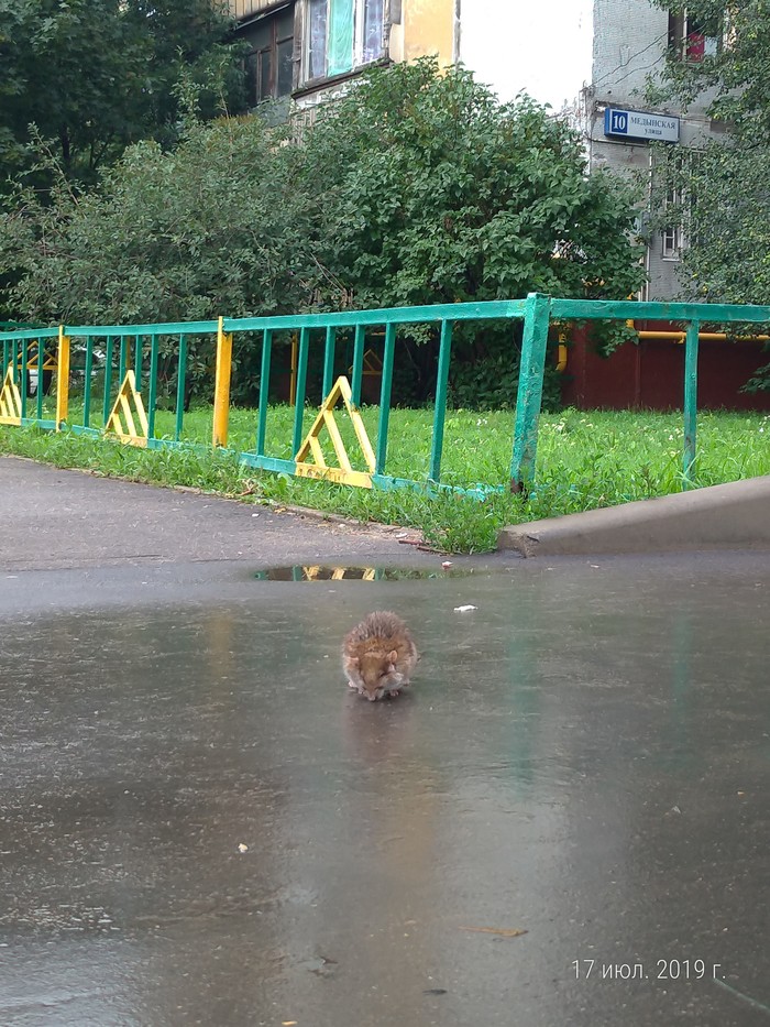 Rat. Without scary rodents, more and more often you can meet on new roads and sidewalks of our clean city of Moscow. - My, Town, Today, Longpost