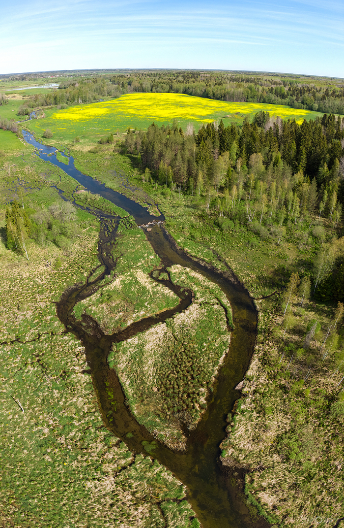 Речка с болотистыми берегами и цветочное рапсовое поле - Моё, DJI Mavic Air, Квадрокоптер, Фотография, Ленинградская область