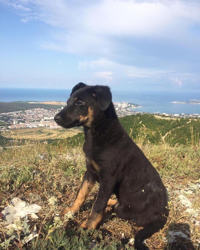 In good hands Gelendzhik - My, Dog, , Gelendzhik, In good hands, No rating, Looking for a master