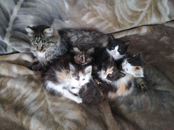 Foster mother for kittens - Longpost, I will give, In good hands, Novosibirsk, Kittens, cat, My, No rating