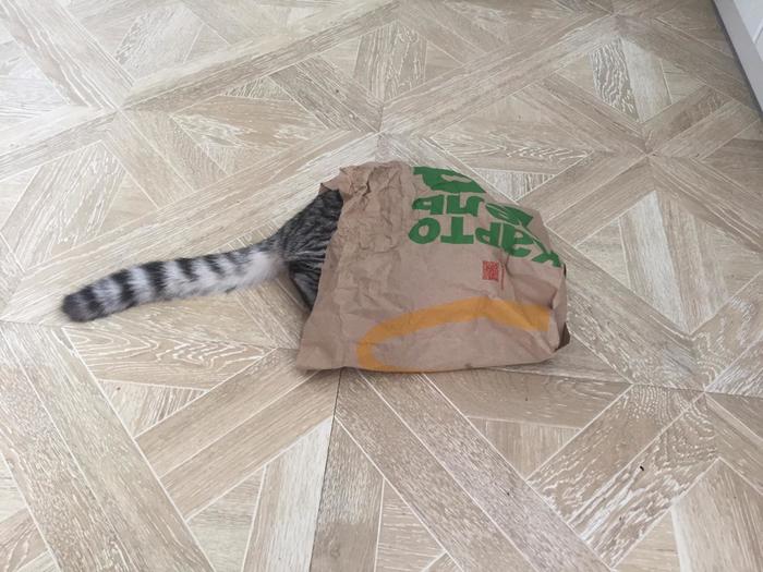 «I’m Lovin’ It» - My, McDonald's, Catomafia, cat