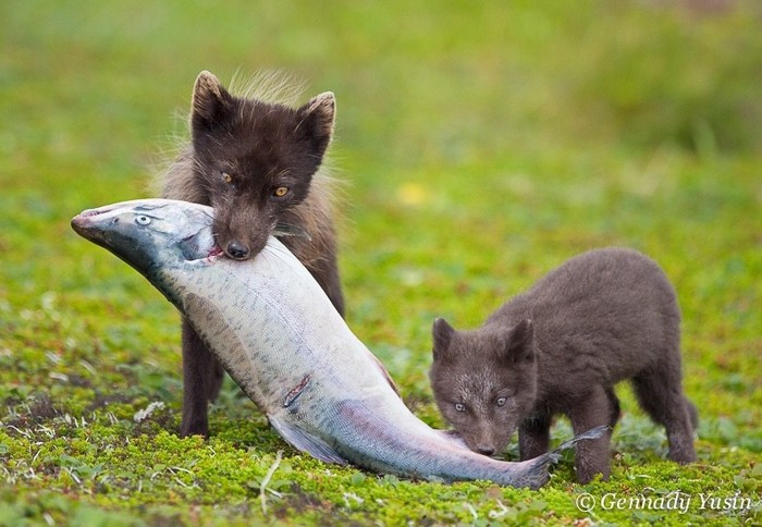 Mom's helper - The photo, Animals, Kamchatka, wildlife, Arctic fox, Young, Salmon, 