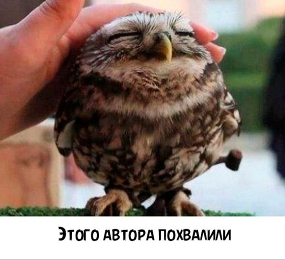 9 faces of a typical writer.. - Picture with text, Owl, Humor, Longpost, Nightjar