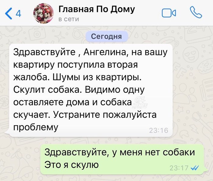 Здравствуйте - Собака, Соседи, Жизнь