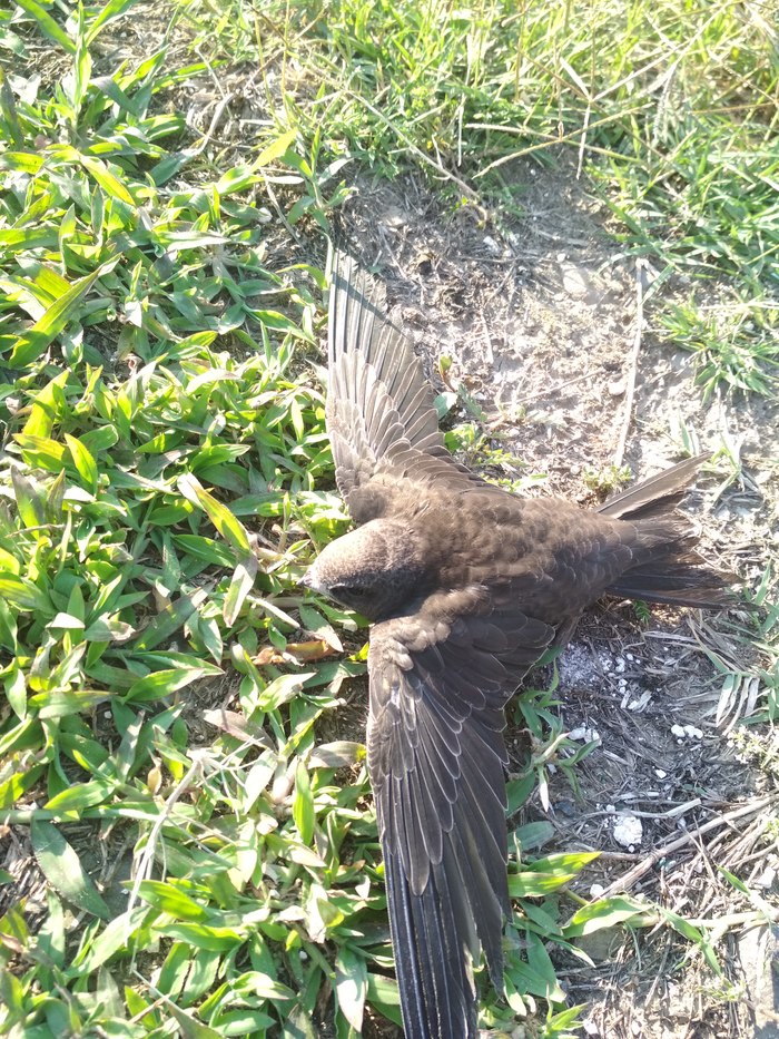 Looks like a haircut - What kind of bird?, My, Longpost, Foundling, Birds