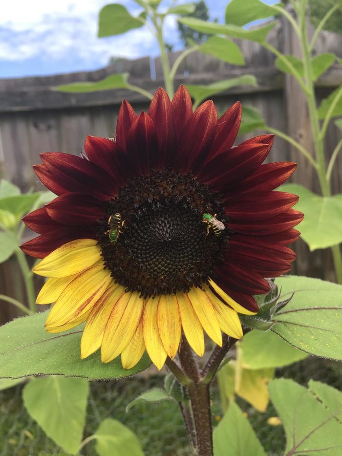bicolor sunflower - Sunflower, Color, Flowers, Multicolor, Unusual, Plants, Nature