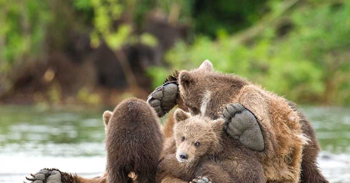 Медвежата Фото Смешные И Милые