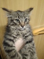 Kittens are looking for a new home - Saint Petersburg, Kittens, cat