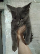 Kittens are looking for a new home - Saint Petersburg, Kittens, cat