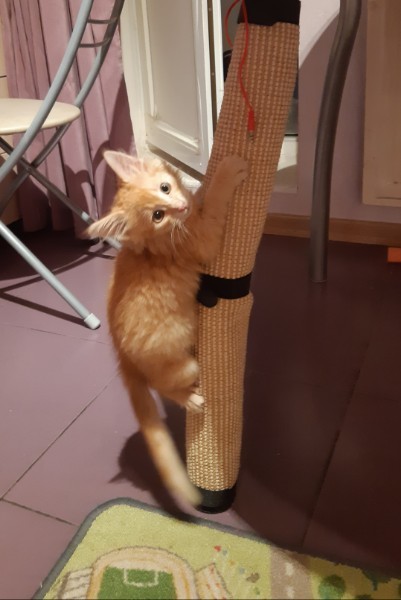 All ingenious is simple - My, IKEA, Scratching post, cat, Catomafia