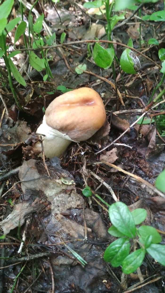 So so mushroom - My, Miracle Mushrooms, The photo, Mushrooms