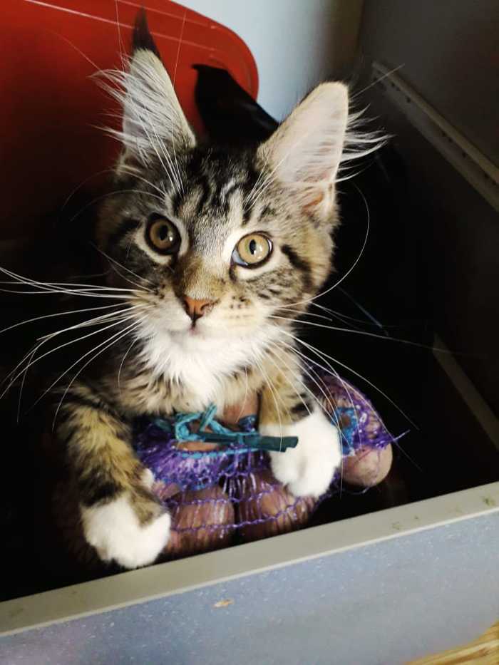 ����-��� �����������, ������������