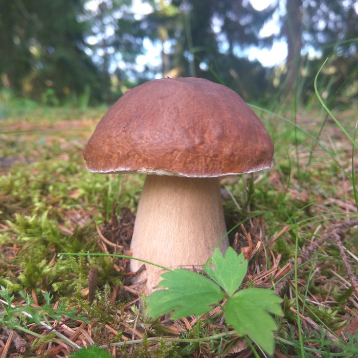 Porcini - My, Mushrooms, Porcini, Finland, Silent hunt