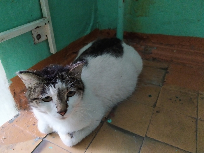 Found cat, Blagoveshchensk - My, cat, A loss, Found, Found a cat, Blagoveshchensk, No rating