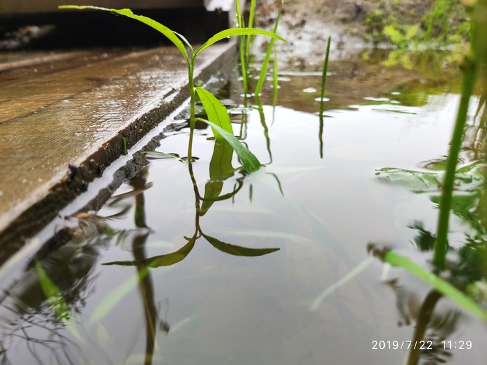 Немного природы - Моё, Природа, Xiaomi, Фотография, Длиннопост