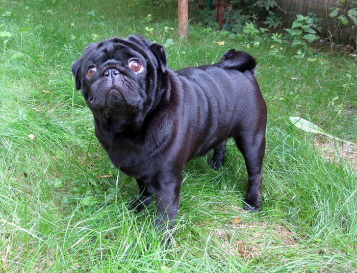 Внимательный