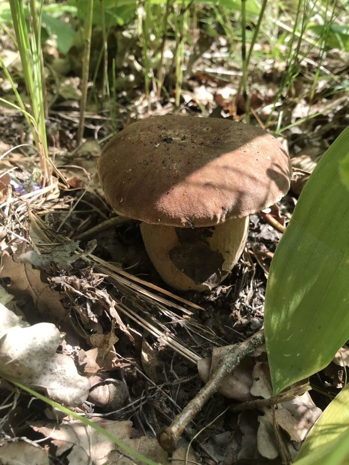 After the rain - My, Mushrooms, Boletus, Porcini, Silent hunt, Mushroom pickers, Forest, Longpost