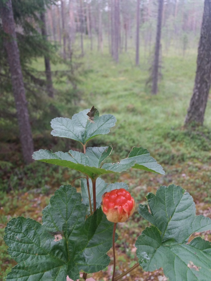 Cloudberry - My, Forest, Berries, Cloudberry, Leningrad region, Longpost