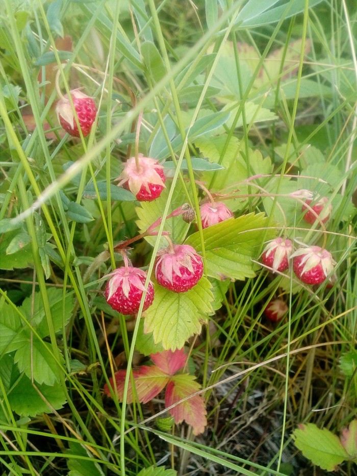 Siberian strawberry. - My, beauty of nature, Longpost, Berries