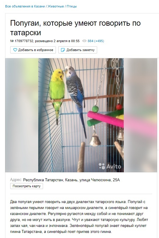 Two parrots... - Screenshot, Avito, A parrot, Tatars, Dialect, Tatar language