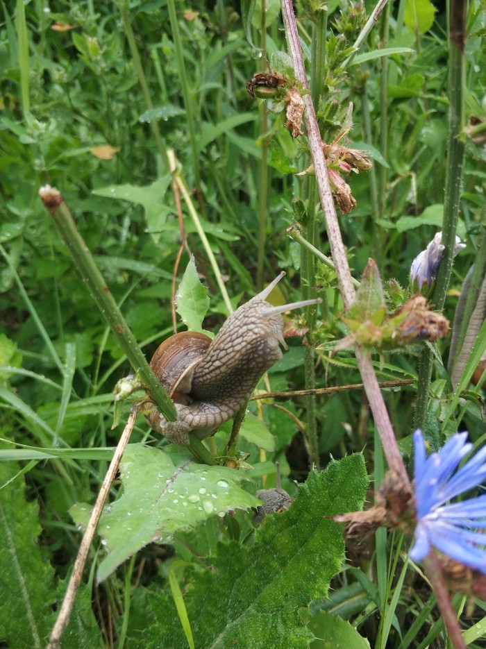 Upward movement - My, Snail, Pursuit