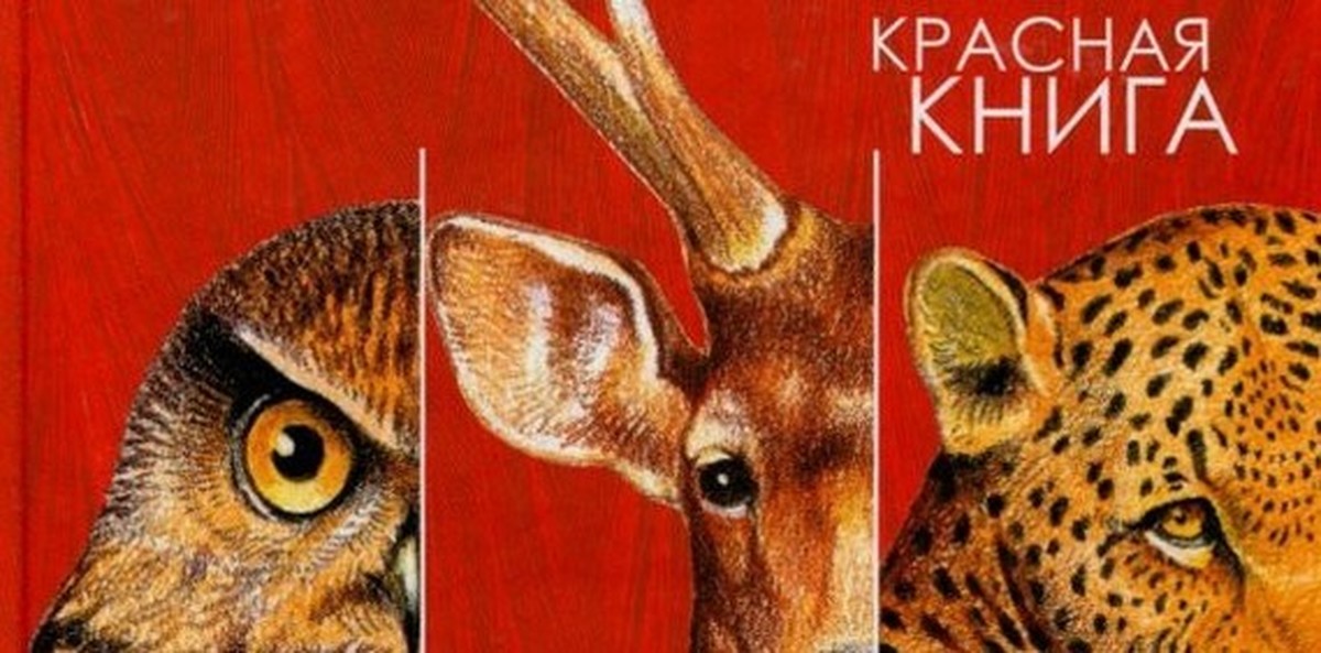 Книги с картинками животных. Красная книга. Красная книга фон. Красная книга обложка для презентации.