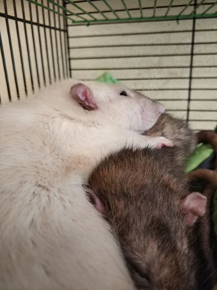 Afternoon nap - My, Rat, Livestock, Animals
