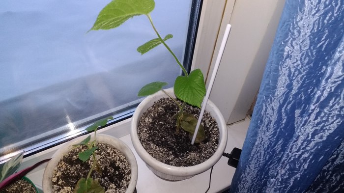 Kiwi on the windowsill - My, Kiwi, , , Longpost, Gardening