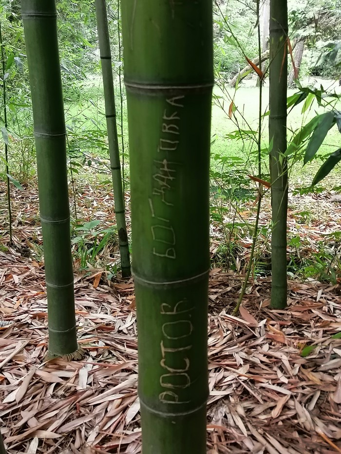 Even in the Sochi Arboretum, remember your roots - My, Sochi, Rostov