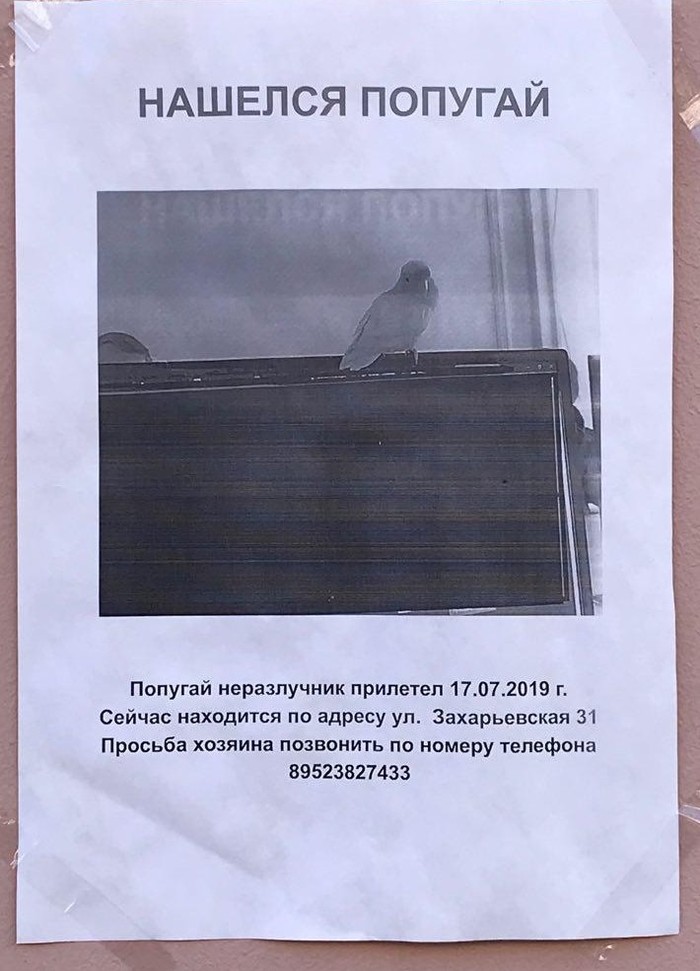 Найден попугай (Петербург) Без рейтинга, Поиск животных, Попугай, Неразлучники, Найдено, Санкт-Петербург
