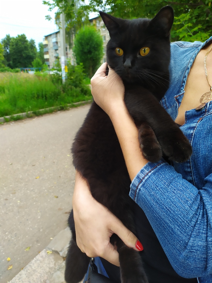 Lost Ivanovo - My, Lost, Help, Longpost, cat, In good hands, Ivanovo, No rating, Helping animals