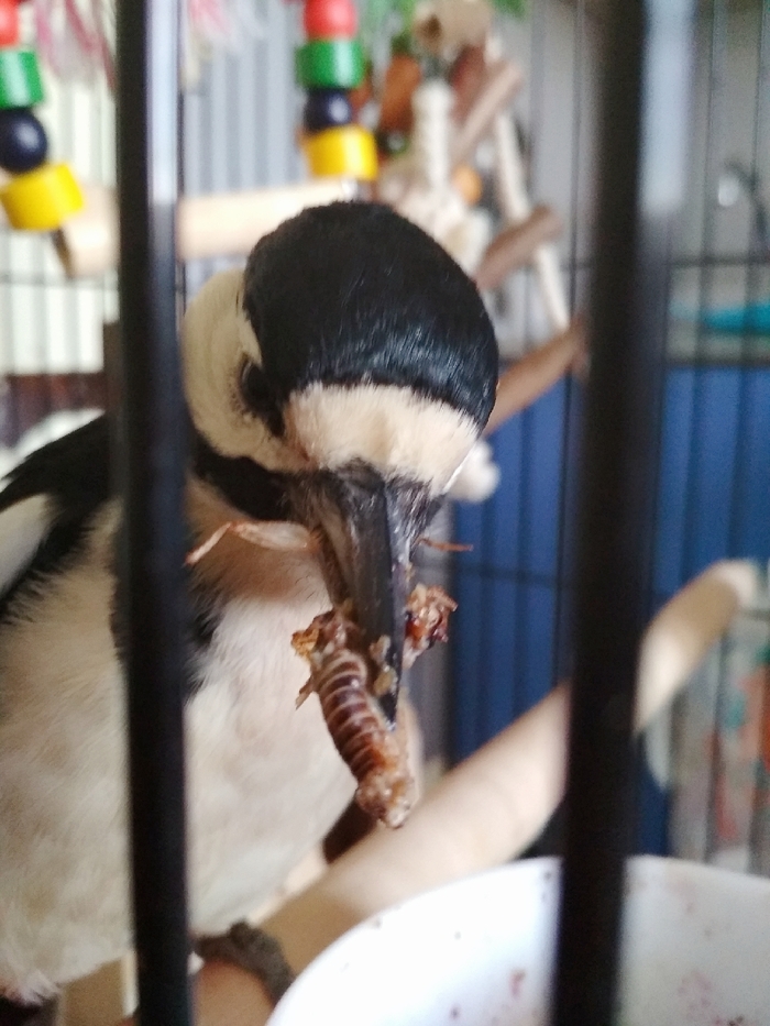 В большой семье клювом не щёлкают