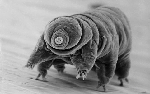 I want to know everything. #354.School teacher filmed a tardigrade sparkling from the inside. - Want to know everything, Tardigrade, Microscope, Microworld, Interesting, The science, Video, Longpost