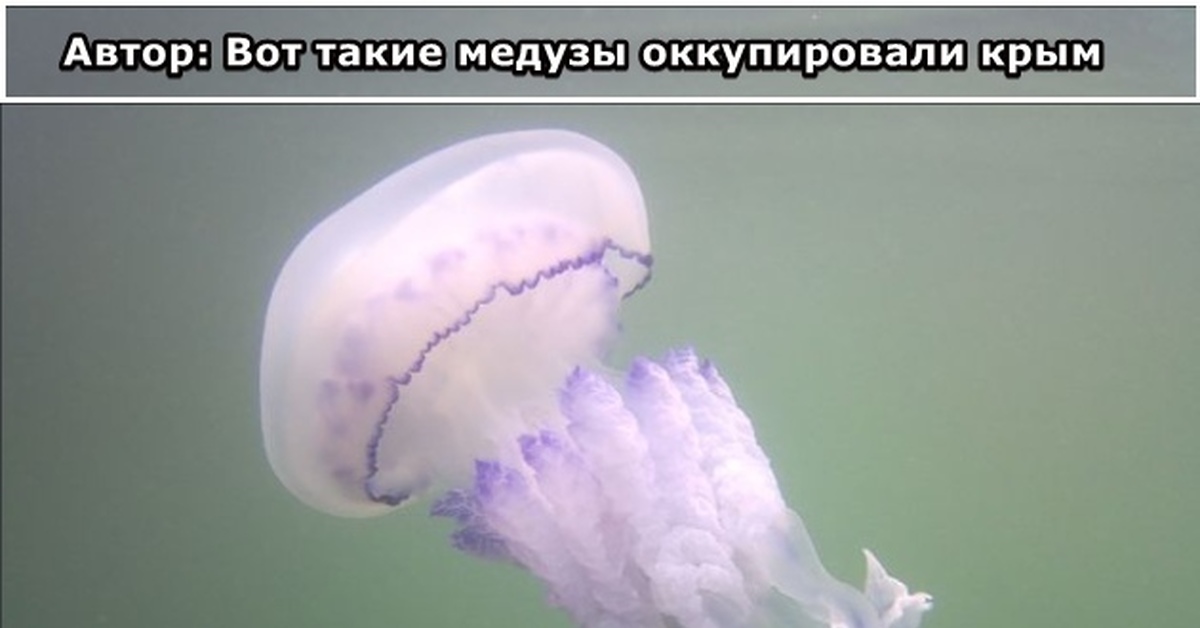 Клетка фиолетовая биология. Медуза грибовик. Синий корнерот. Корнерот (rhizostoma pulmo). Медуза с фиолетовым ободком.